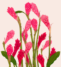 Aloha de Mele GINGER BLOOM, 16X20 MATTED PRINT