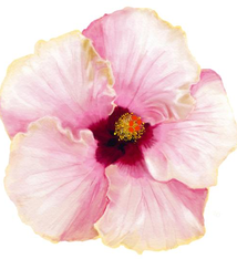 Aloha de Mele MOON CHILD, 12X12 MATTED PRINT