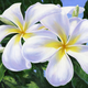 Carol Collette Joyful Morning, 11”x14” Gallery Wrap Giclee on Canvas