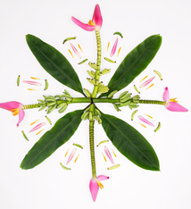 Lola Pilar BANANA TREE MUSE, 11X14 MATTED PHOTO PRINT