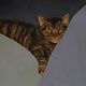 Pegge Hopper KITTY, 8X10 PRINT ON PAPER WITH BACKING