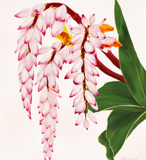 Aloha de Mele SHELL GINGER, 11X14 MATTED PRINT