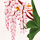 Aloha de Mele SHELL GINGER, 11X14 MATTED PRINT