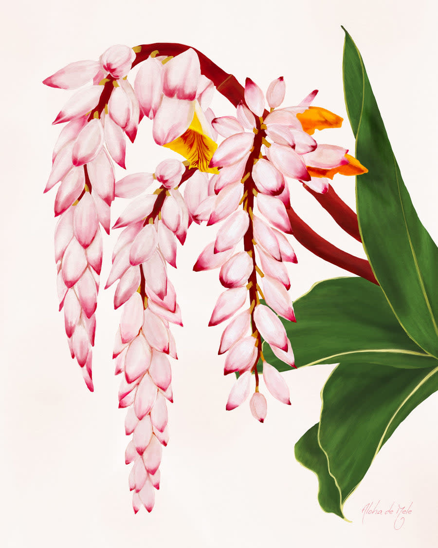Aloha de Mele SHELL GINGER, 11X14 MATTED PRINT