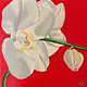 Teresa Field ORCHIDS ON RED II, 8X8 ORIGINAL OIL ON WOOD PANEL