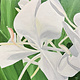 Teresa Field WHITE GINGER IN SUNLIGHT VI, 8X8 ORIGINAL OIL ON WOOD PANEL