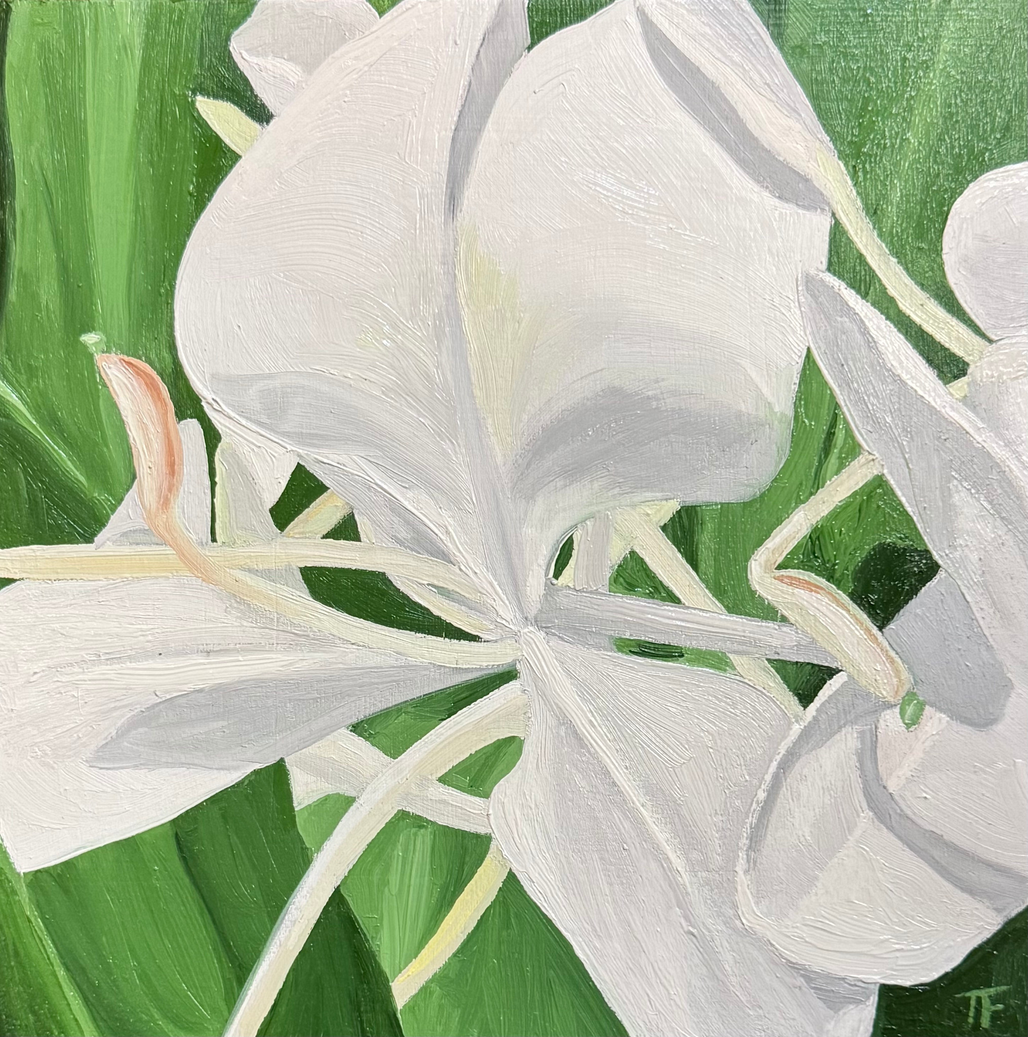 Teresa Field WHITE GINGER IN SUNLIGHT VI, 8X8 ORIGINAL OIL ON WOOD PANEL