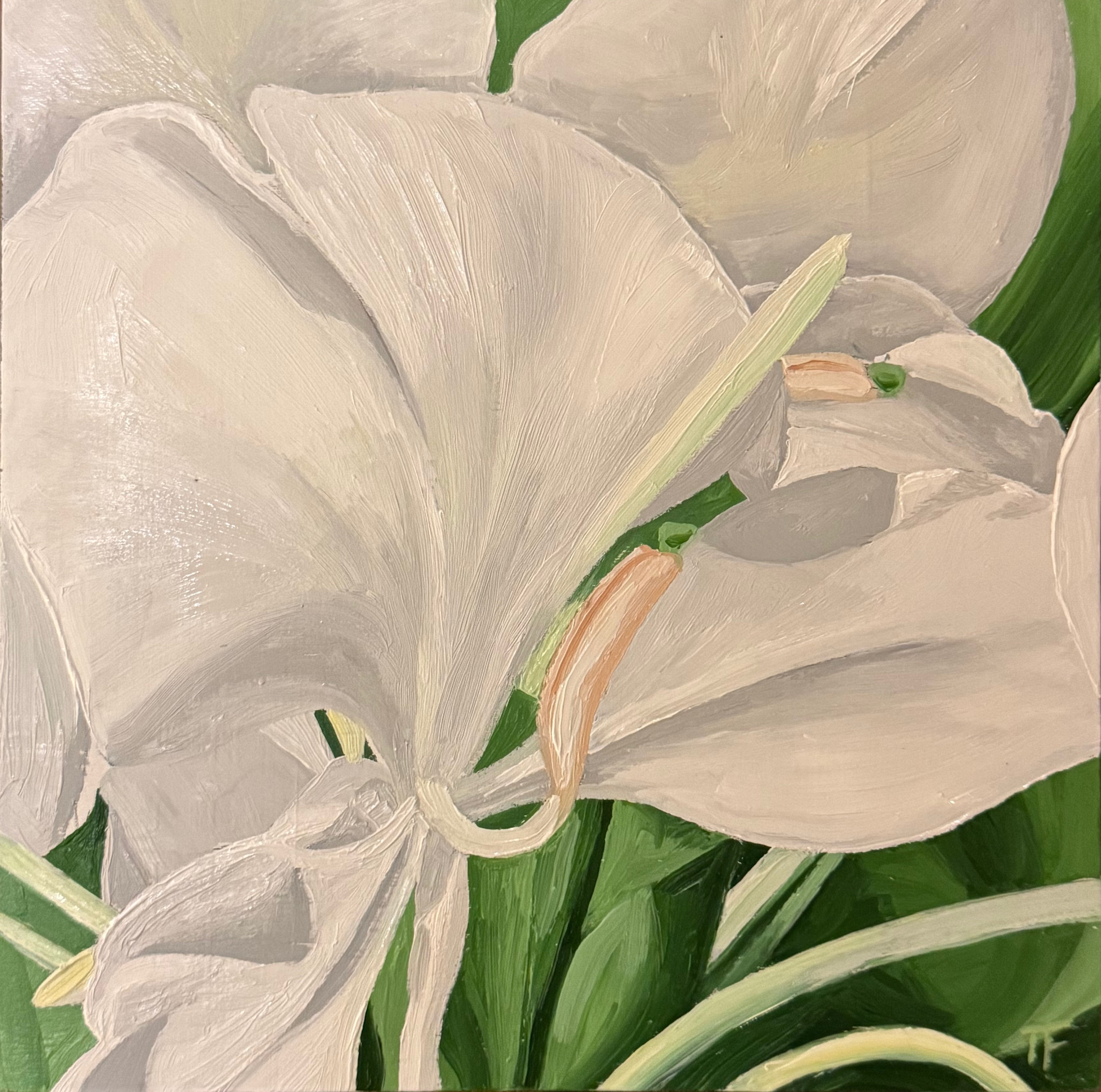 Teresa Field WHITE GINGER IN SUNLIGHT VIII, 8X8 ORIGINAL OIL ON WOOD PANEL