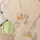 Teresa Field WHITE ORCHIDS IV, 8X8 ORIGINAL OIL ON WOOD PANEL
