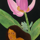Pegge Hopper POLA, 25.5X37 LIMITED EDITION (35/195) GICLEE ON CANVAS GALLERY WRAP WITH FLOATER FRAME