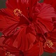 Teresa Field RED HIBISCUS V, 36X36 ORIGINAL OIL ON CANVAS GALLERY WRAP