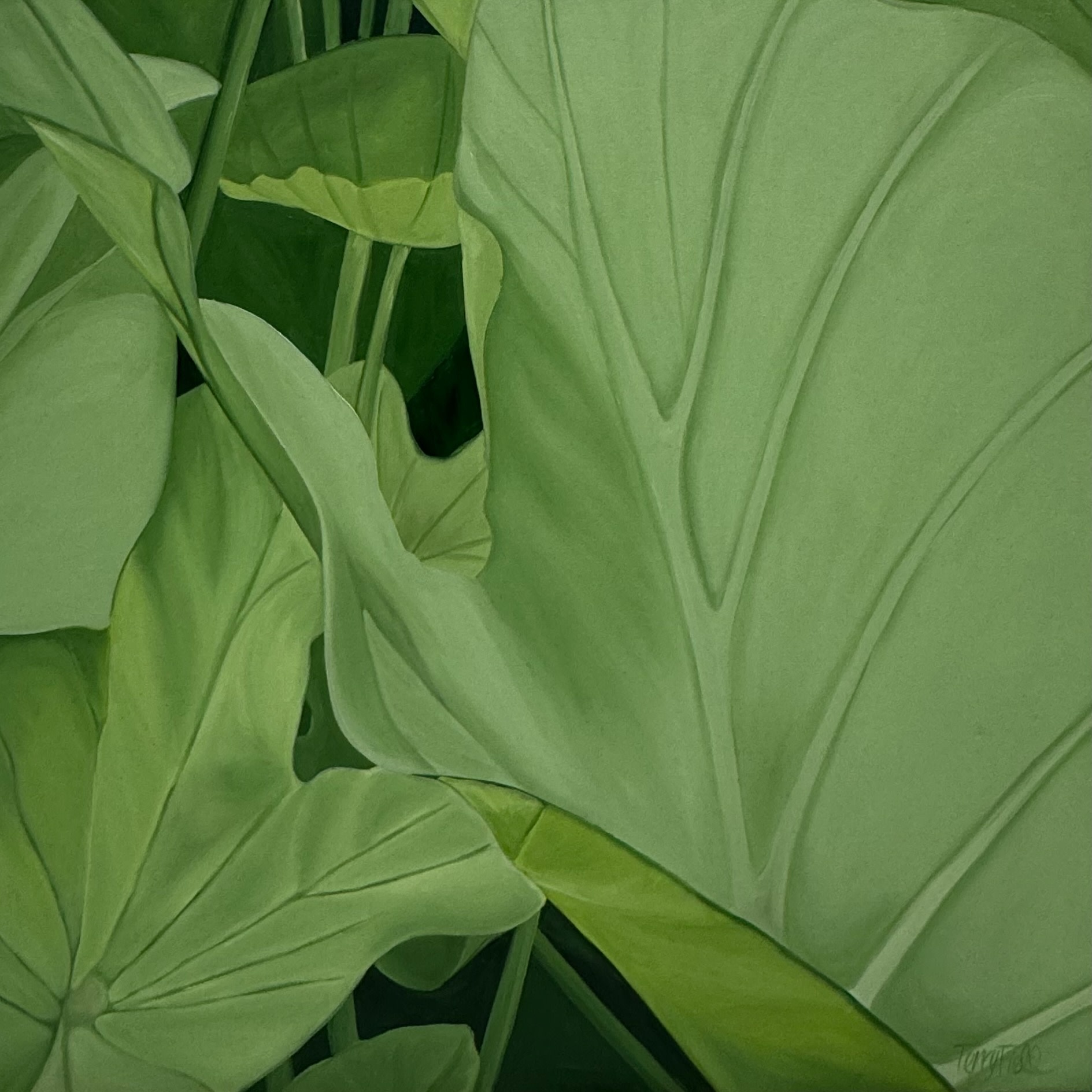 Teresa Field GREEN LEAVES IV, 36X36 ORIGINAL OIL ON CANVAS GALLERY WRAP