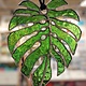 Clyde Oishi MONSTERA STAINED GLASS ORNAMENT, APPROX. 5"X4"