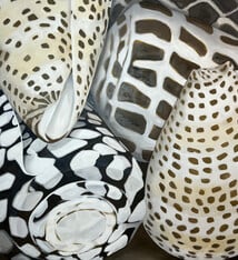 Teresa Field Island Shells II, 36”x36” oil on canvas