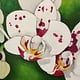 Ellen Michino SPOTTY ORCHID SPRAY, ORIGINAL OIL PAINTING 8X10 FRAMED