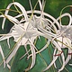 Ellen Michino WHITE SPIDER LILY, ORIGINAL OIL PAINTING 12X16 FRAMED