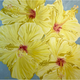 Teresa Field Yellow Hibiscus, 36”x36” oil on canvas