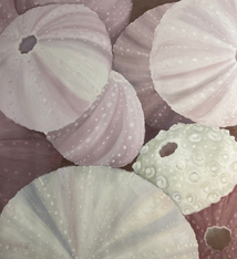 Teresa Field Sea Urchins IV, 36”x36” oil on canvas