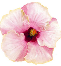 Aloha de Mele MOON CHILD, 12X12 MATTED PRINT