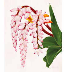 Aloha de Mele SHELL GINGER, 11X14 MATTED PRINT