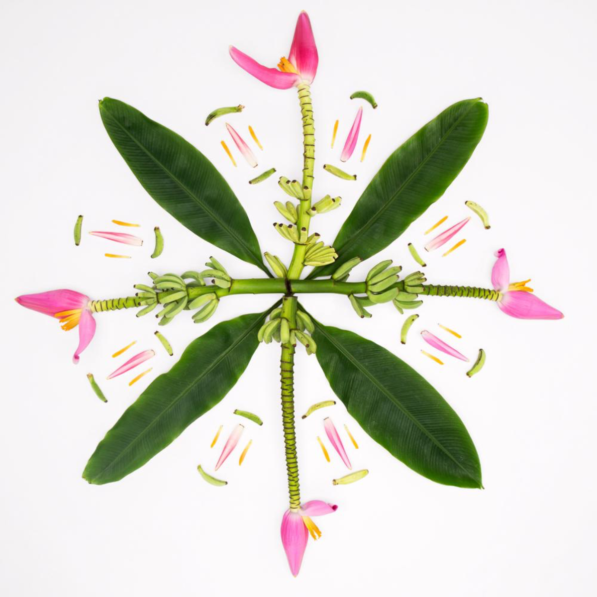 Lola Pilar BANANA TREE MUSE, 11X14 MATTED PHOTO PRINT