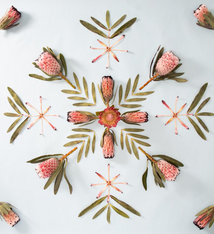 Lola Pilar PINK MINX, 16X16 MATTED PHOTO PRINT