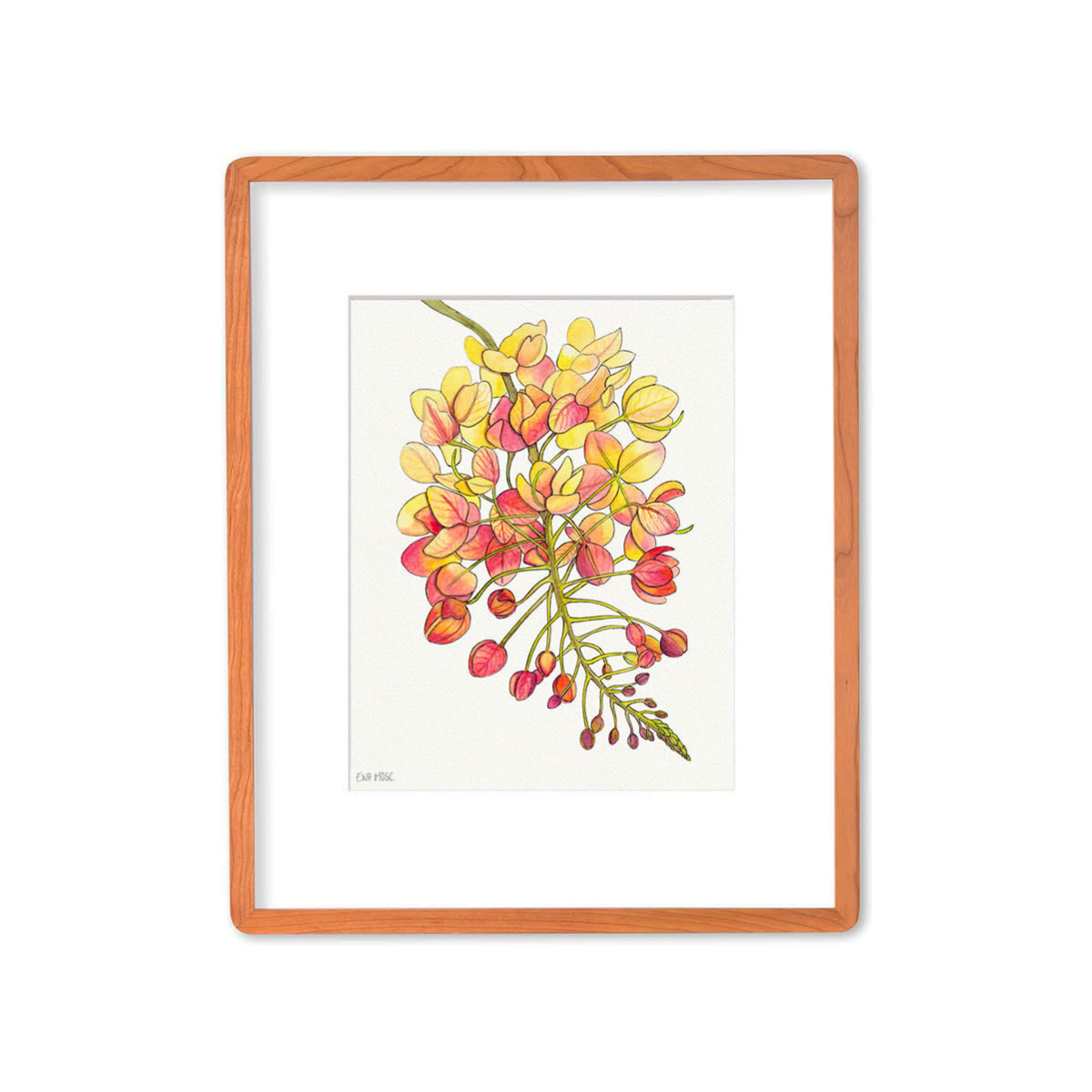 Ewa Mosc Rainbow Shower Bloom – Framed Original Watercolor & Acrylic by Ewa Mosc | Magnolia Hawaii