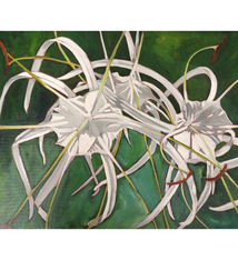 Ellen Michino White Spider Lily – Original Oil Painting by Ellen Michino (12×16 Framed)