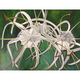 Ellen Michino White Spider Lily – Original Oil Painting by Ellen Michino (12×16 Framed)
