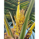 Ellen Michino COCONUT PALM, 11X14  FRAMED
