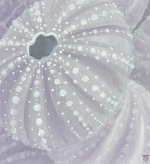 Teresa Field Sea Urchins VI – Original Oil on Wood Panel (8×8)