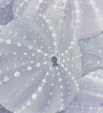 Teresa Field Sea Urchins V – Original Oil on Wood Panel by Terry Field (8×8)