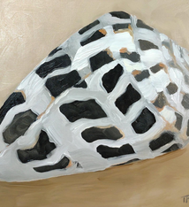 Teresa Field Sea Shell 9 – Original Oil on Wood Panel by Terry Field (8×8)