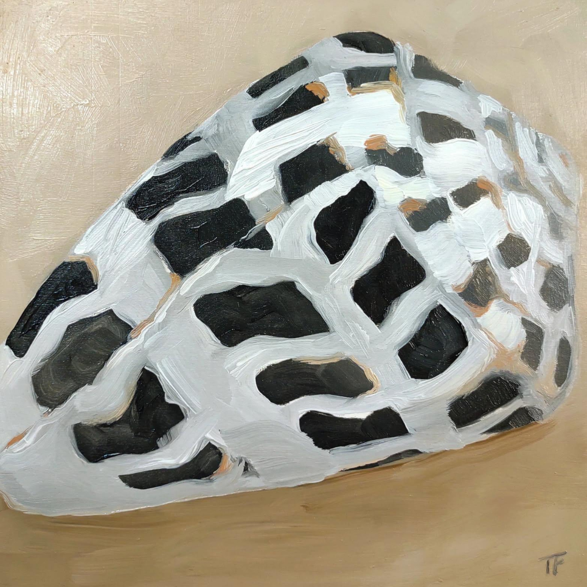 Teresa Field Sea Shell 9 – Original Oil on Wood Panel by Terry Field (8×8)