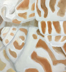 Teresa Field Island Shells III Study – Original Oil on Wood Panel by Terry Field (8×8)