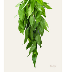 Aloha de Mele Lei Maile 11x14 Matted Print by Aloha de Mele