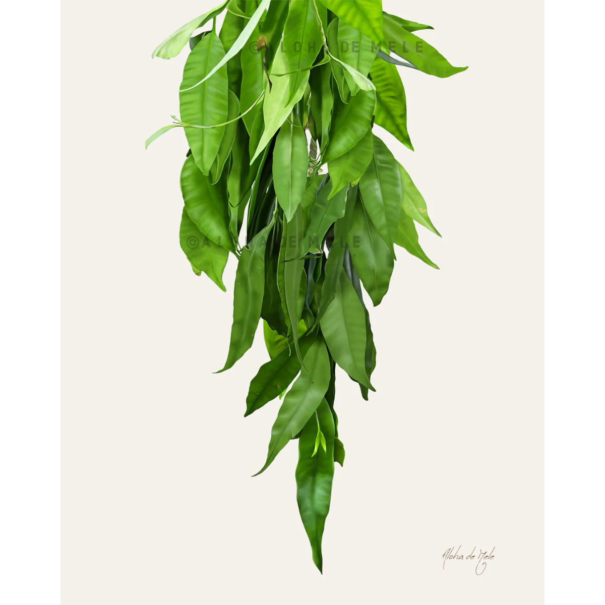 Aloha de Mele Lei Maile 11x14 Matted Print by Aloha de Mele