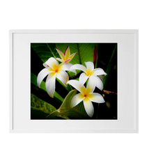 Kelly Rice Kelly Rice The Beauty of Opening Up Matted Plumeria Print 8 x 10