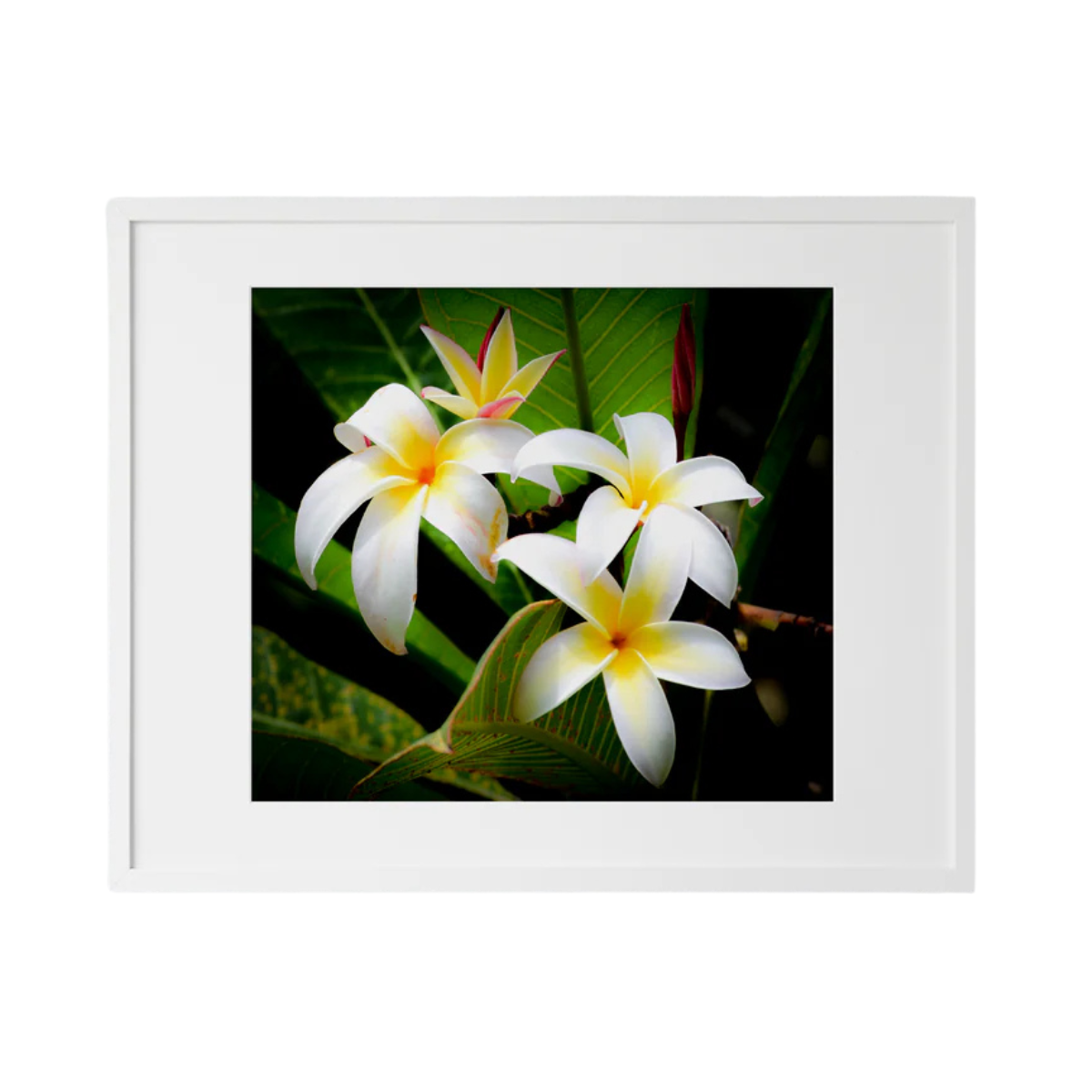 Kelly Rice THE BEAUTY OF OPENING UP: 8X10 MATTED PRINT