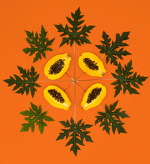 Lola Pilar Lola Pilar Papaya Sunrise Matted Print 8 x 10 Papaya Photo