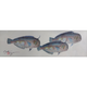 Brandon Tengan NABETA TRIO - GYOTAKU PRINT - 7X17