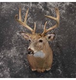 DOMINION OUTDOORS WHITETAIL DEER SHOULDER MOUNT