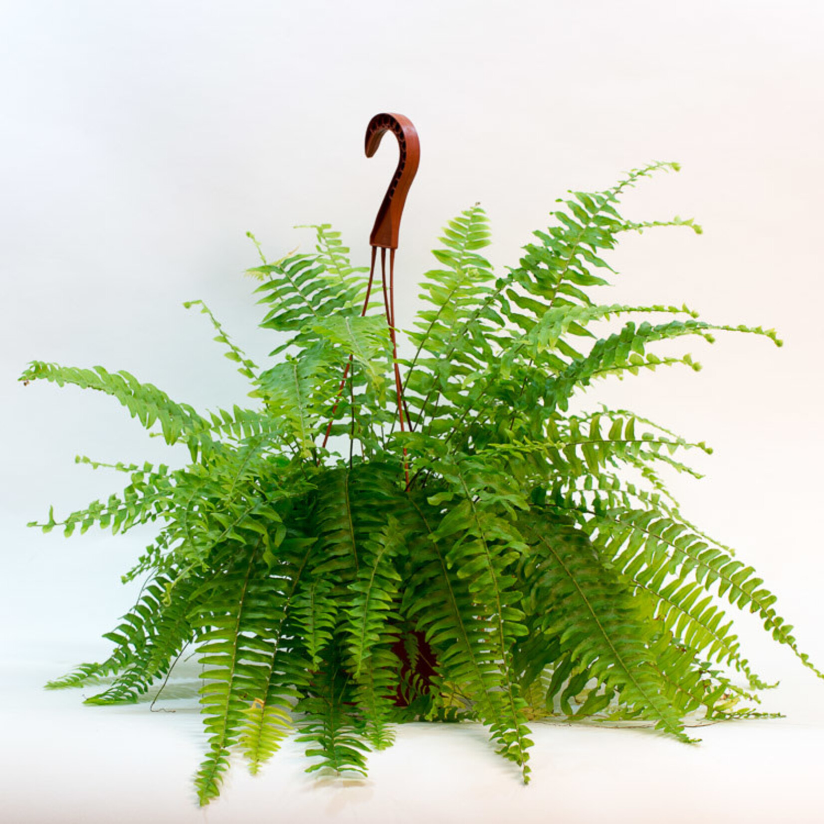 Fern, Boston 6 in