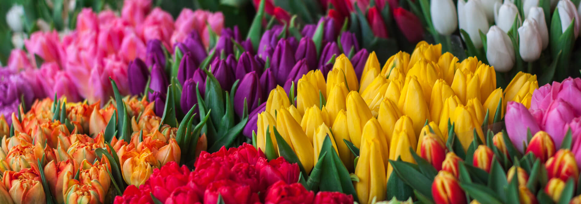 Edmonton Plant, Flower and Gift Gallery with Cafe Zocalo