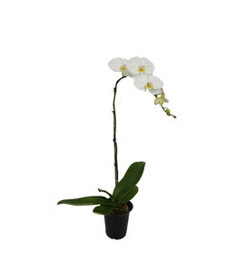 Phalaenopsis, Waterfall White 2-Stem 5.5 in