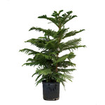 Norfolk Pine, 3G