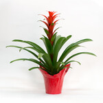 Bromeliad, 4 in
