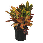 Croton, Petra 3G