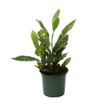 Croton, Gold Dust 4 in