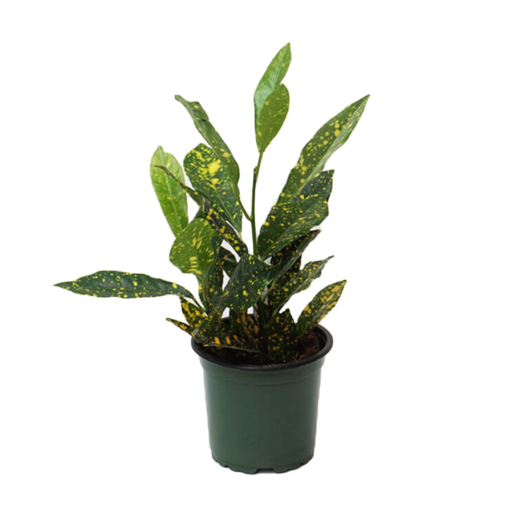 Croton, Gold Dust 4 in